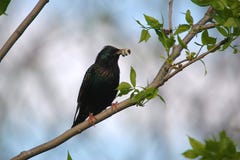 Starling On Tree 3 Stock Photography