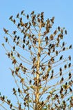 Starlings In Tree Stock Photo