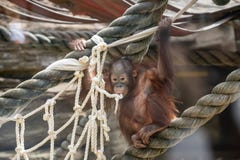 Stare Of An Orangutan Baby Hanging On Thick Rope A Little Great Ape Is Going To Be An Alpha Male Human Like Monkey Cub In Stockbild Bild Von Little Monkey 154806663