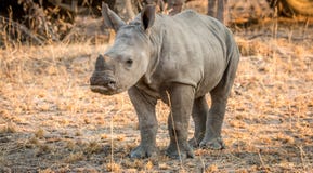 Starring baby White rhino. royalty free stock photography Starring baby White rhino. royalty free stock photography
