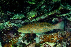 starry grouper fish