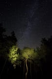 Stars in the forest
