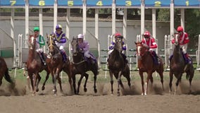 Starting Horse Racing. Slow Motion Royalty Free Stock Image