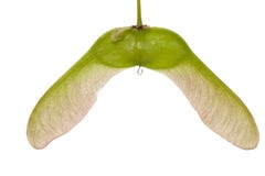 Startwert für Zufallsgeneratorahornholz lizenzfreies stockfoto Startwert für Zufallsgeneratorahornholz lizenzfreies stockfoto