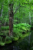 Stationnement national d'Acadia, Maine photos stock Stationnement national d'Acadia, Maine photos stock