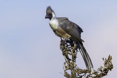 Stawiający czoło Oddalony ptak Umieszczający zdjęcia royalty free Stawiający czoło Oddalony ptak Umieszczający zdjęcia royalty free