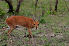 Steenbok (campestris del Raphicerus) Imagen de archivo Steenbok (campestris del Raphicerus) Imagen de archivo