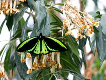 STEENHOPENbirdwing VLINDER op een blad Royalty-vrije Stock Afbeeldingen STEENHOPENbirdwing VLINDER op een blad Royalty-vrije Stock Afbeeldingen