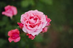 Steg den rosa knoppen för makroen av på en grön bakgrundscloseup med regndroppar av vatten, härliga romantikerblommor för kortren royaltyfri foto Steg den rosa knoppen för makroen av på en grön bakgrundscloseup med regndroppar av vatten, härliga romantikerblommor för kortren royaltyfri foto