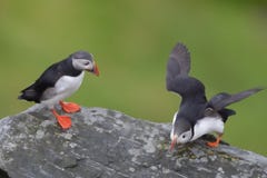 Stehender Klippenrand des atlantischen Papageientauchers lizenzfreie stockfotografie Stehender Klippenrand des atlantischen Papageientauchers lizenzfreie stockfotografie