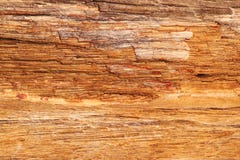 Steinbeschaffenheit des versteinerten Holzes - Hintergrund lizenzfreie stockfotografie Steinbeschaffenheit des versteinerten Holzes - Hintergrund lizenzfreie stockfotografie