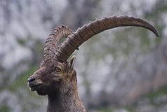 Steinbock in der Warnung, Dolomit lizenzfreie stockfotografie Steinbock in der Warnung, Dolomit lizenzfreie stockfotografie