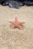 Stelle marine sul fondo della sabbia immagini stock Stelle marine sul fondo della sabbia immagini stock