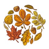 Stellen Sie Blatt und Eichel ein Bunte gravierte Illustration der Vektorweinlese stock abbildung Stellen Sie Blatt und Eichel ein Bunte gravierte Illustration der Vektorweinlese stock abbildung