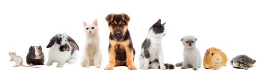 Stellen Sie Haustiere ein lizenzfreies stockfoto Stellen Sie Haustiere ein lizenzfreies stockfoto