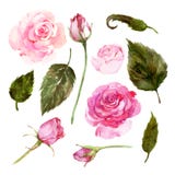 Stellen Sie von den Aquarellrosarosen, Knospen, Blätter ein stock abbildung Stellen Sie von den Aquarellrosarosen, Knospen, Blätter ein stock abbildung