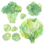 Stellen Sie von der Aquarellskizze mit frischem grünem Gemüse ein stock abbildung Stellen Sie von der Aquarellskizze mit frischem grünem Gemüse ein stock abbildung
