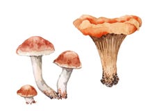 Stellen Sie von vier Pilzen ein Drei ein des Pfifferlings Pilz des Armillaria und Aquarell auf wei stock abbildung Stellen Sie von vier Pilzen ein Drei ein des Pfifferlings Pilz des Armillaria und Aquarell auf wei stock abbildung