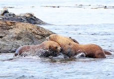 Steller Sea Lions Fighting On Rock, Race Rock Marine Reserve, Victoria, B.C., Canada Royalty Free Stock Photography Steller Sea Lions Fighting On Rock, Race Rock Marine Reserve, Victoria, B.C., Canada Royalty Free Stock Photography