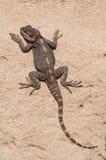 Stellio de Stellagama, lagarto del Agama imagen de archivo libre de regalías Stellio de Stellagama, lagarto del Agama imagen de archivo libre de regalías