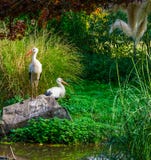 Stellung des weißen Storchs auf einem Felsen mit einem anderen Storch im Hintergrund, gemeine Vögel von Europa stockfoto Stellung des weißen Storchs auf einem Felsen mit einem anderen Storch im Hintergrund, gemeine Vögel von Europa stockfoto