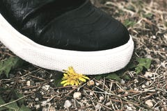Stempeln hinunter die kleine Blume Gewalttätigkeitskonzeptphotographie stockbilder Stempeln hinunter die kleine Blume Gewalttätigkeitskonzeptphotographie stockbilder
