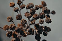 Stems Of Dried Plants On A Blurred Background Royalty Free Stock Images