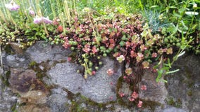 Stenvägg med mycket små blommor royaltyfria bilder Stenvägg med mycket små blommor royaltyfria bilder