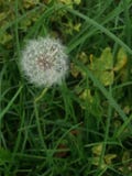A dandelion on the road stock images A dandelion on the road stock images