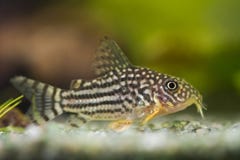 Sterbai de Corydoras de poissons photo libre de droits Sterbai de Corydoras de poissons photo libre de droits