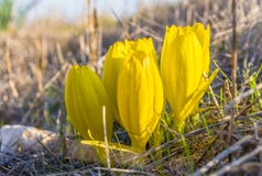 Sternbergia clusiana, för i sin helhethöst för lös blomma blom fotografering för bildbyråer Sternbergia clusiana, för i sin helhethöst för lös blomma blom fotografering för bildbyråer