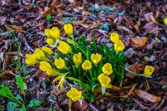 Sternbergia lutea royaltyfria bilder Sternbergia lutea royaltyfria bilder