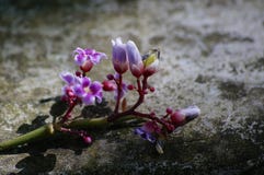 Sternblume, Fruchtbetriebsteil 2 lizenzfreies stockbild Sternblume, Fruchtbetriebsteil 2 lizenzfreies stockbild