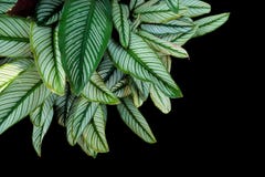 Stift-band Calathea Calathea ornata, tropisk lövverkväxt le arkivfoto Stift-band Calathea Calathea ornata, tropisk lövverkväxt le arkivfoto