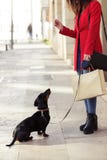 Stilfull ung härlig kvinna som playfuly matar hennes söta hund i gatan royaltyfria foton Stilfull ung härlig kvinna som playfuly matar hennes söta hund i gatan royaltyfria foton