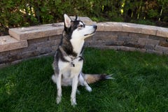 Stilig ung skrovlig hund med huvudet i profil arkivbild Stilig ung skrovlig hund med huvudet i profil arkivbild