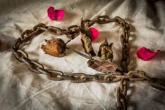 Still Life Metaphorical roses . royalty free stock photos Still Life Metaphorical roses . royalty free stock photos