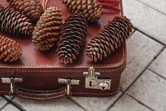Still life of pine cones and berries of mountain ash on wooden boards, Christmas decorations. stock images Still life of pine cones and berries of mountain ash on wooden boards, Christmas decorations. stock images