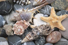 Still Life With Seashells Stock Photo