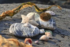 Stilleben utomhus: sjöstjärna havsgatubarn, stenar, havsväxt, hav arkivbild Stilleben utomhus: sjöstjärna havsgatubarn, stenar, havsväxt, hav arkivbild