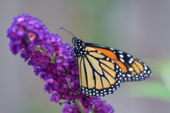 Stillstehender Monarch lizenzfreie stockbilder Stillstehender Monarch lizenzfreie stockbilder