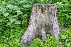 Stinging Nettle. The nettle grows next to the stump. royalty free stock image Stinging Nettle. The nettle grows next to the stump. royalty free stock image