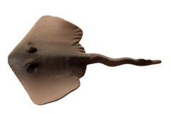  stingray foto de stock royalty free