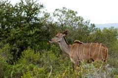Stirra in i framtiden - större Kudu - Tragelaphusstrepsicero arkivfoton Stirra in i framtiden - större Kudu - Tragelaphusstrepsicero arkivfoton
