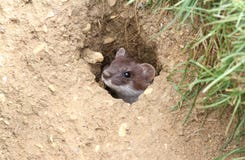 A Stoat Mustela erminea peaking out of a hole in the ground. Royalty Free Stock Image A Stoat Mustela erminea peaking out of a hole in the ground. Royalty Free Stock Image