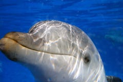 Stock Image Of Dolphin At The San Diego Seaworld Royalty Free Stock Images