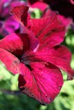Stock Image Of Petunia Stock Photo Stock Image Of Petunia Stock Photo