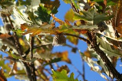 Stock Photo Of Oak Tree With Acorn Royalty Free Stock Images