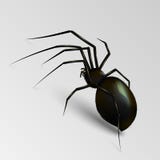 Stock vector illustration realistic black spider. light gray background. EPS 10 Stock Illustration Stock vector illustration realistic black spider. light gray background. EPS 10 Stock Illustration