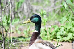 Stockente, die für die Kamera aufwirft lizenzfreie stockfotografie Stockente, die für die Kamera aufwirft lizenzfreie stockfotografie